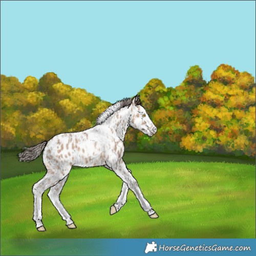 Horse Color:Amber Champagne Sabino Tobiano Appaloosa and Amber Champagne Sabino Splash Tobiano Appaloosa