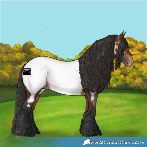 Horse Color:Bay Near Fewspot 