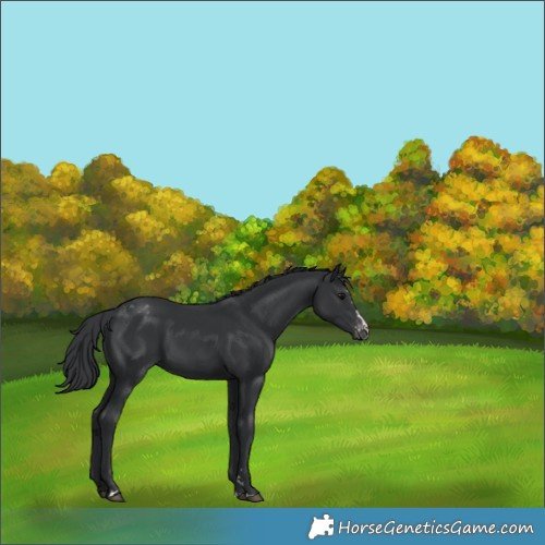 Horse Color:Black Appaloosa