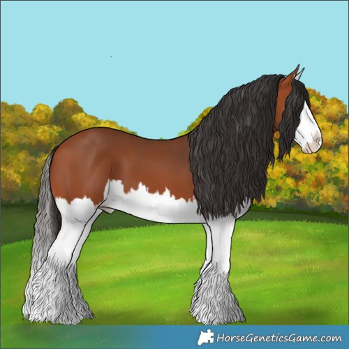 Horse Color:Bay Sabino Splash