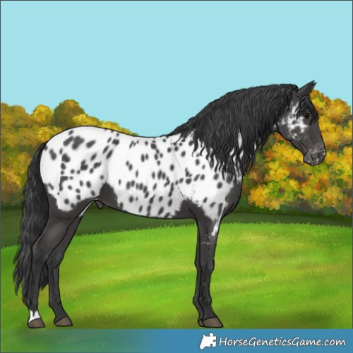 Horse Color:Black Near Leopard 