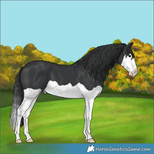 Horse Color:Black Splash 