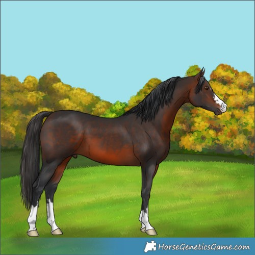 Horse Color:Brown 