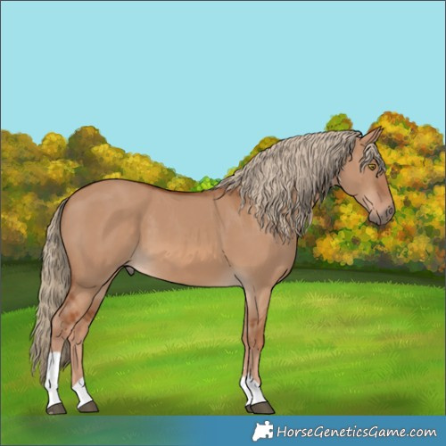 Horse Color:Red Dun Tobiano