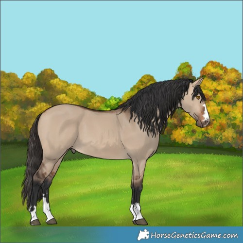 Horse Color:Bay Dun