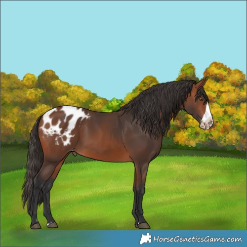 Horse Color:Bay Frame Blanket