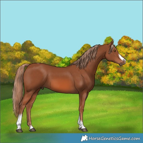 Horse Color:Chestnut Tobiano Frame