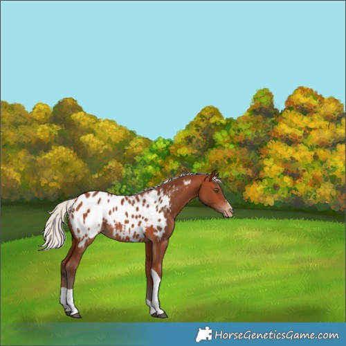 Horse Color:Silver Bay Tobiano Appaloosa 