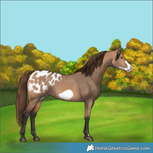 Horse Color:Bay Dun Frame Blanket