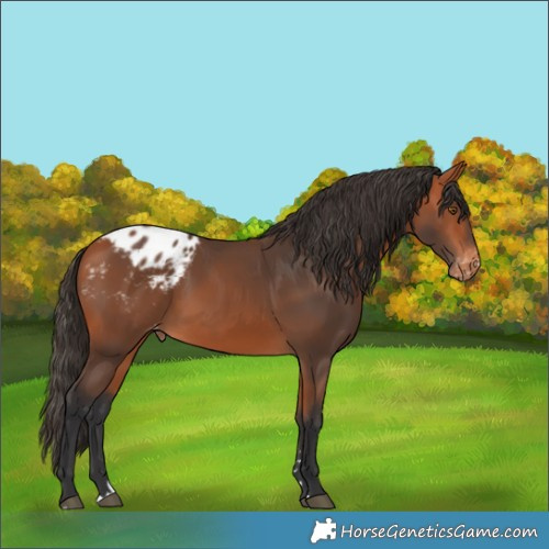 Horse Color:Bay Blanket 