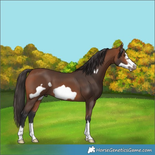 Horse Color:Bay Frame 