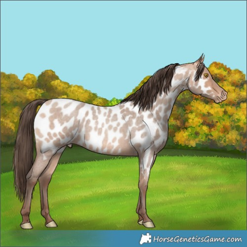 Horse Color:Amber Champagne Roan Near Leopard 