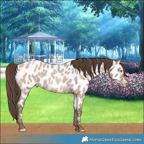 Horse Color:Amber Champagne Roan Near Leopard