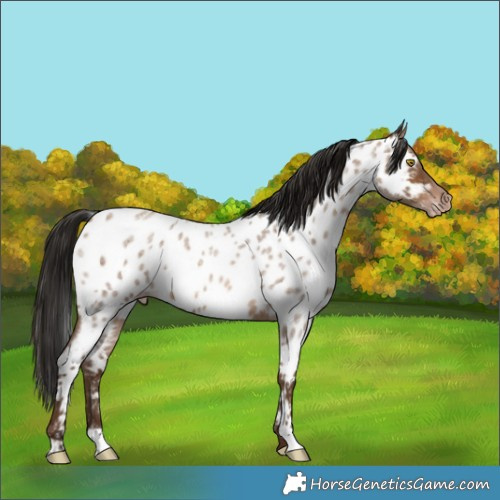 Horse Color:Gray Amber Champagne Roan Near Leopard 