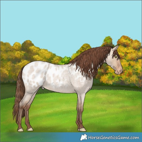Horse Color:Amber Champagne Roan Dun Blanket