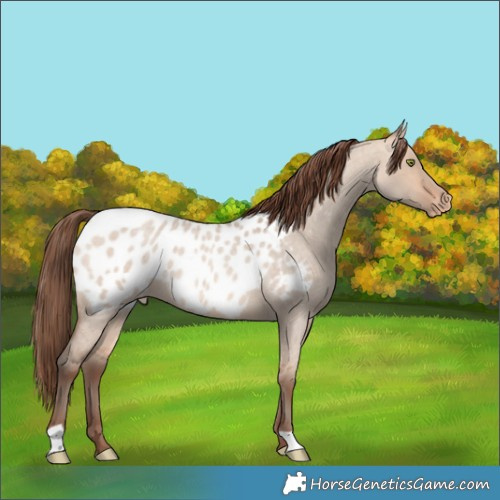 Horse Color:Amber Champagne Roan Dun Blanket 