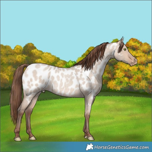 Horse Color:Amber Champagne Roan Dun Near Leopard