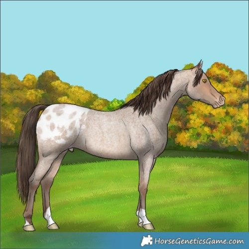 Horse Color:Amber Champagne Roan Blanket 