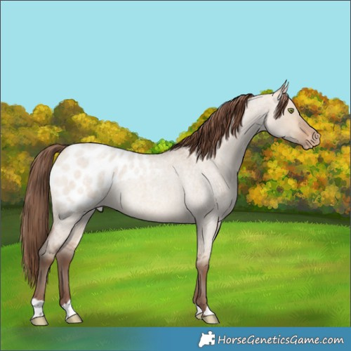 Horse Color:Amber Champagne Roan Dun Blanket