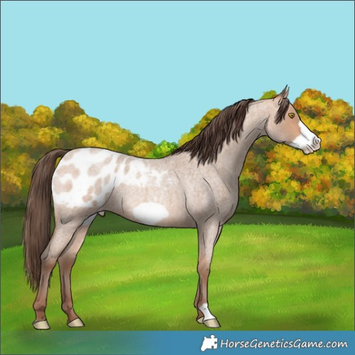 Horse Color:Amber Champagne Roan Frame Blanket