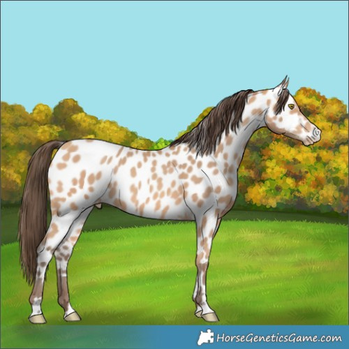 Horse Color:Amber Champagne Near Leopard