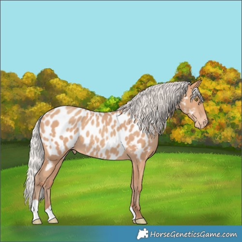 Horse Color:Silver Amber Champagne Near Leopard 