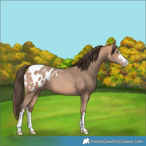 Horse Color:Amber Champagne Blanket 