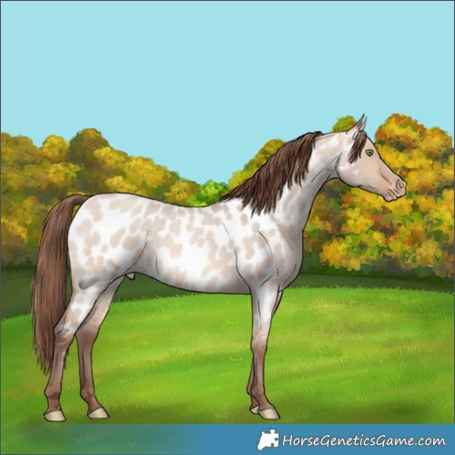 Horse Color:Amber Champagne Roan Dun Near Leopard 