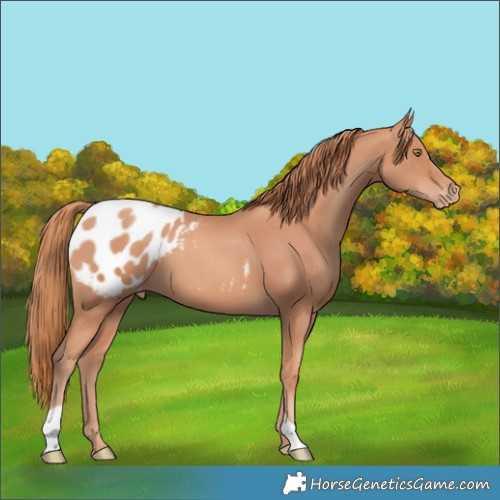 Horse Color:Gold Champagne Blanket