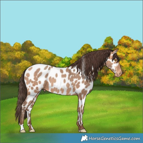 Horse Color:Amber Champagne Near Leopard 