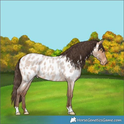 Horse Color:Amber Champagne Roan Near Leopard