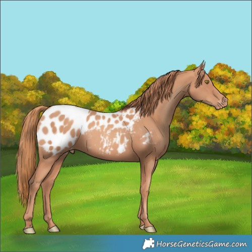 Horse Color:Gold Champagne Blanket 