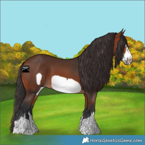 Horse Color:Bay Frame