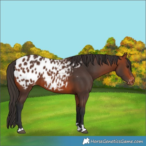 Horse Color:Bay Blanket 