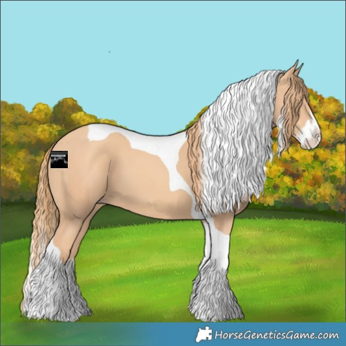 Horse Color:Gold Champagne Splash Tobiano 