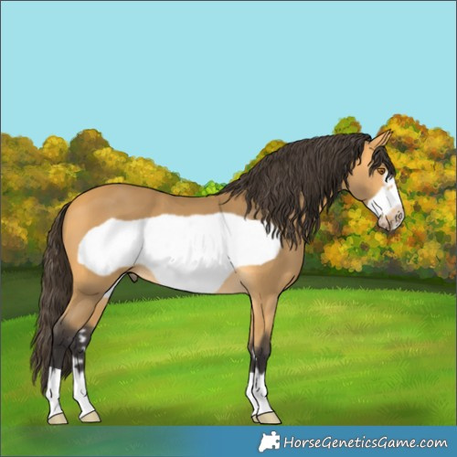 Horse Color:Buckskin Frame 