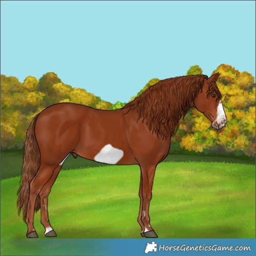Horse Color:Chestnut Frame 