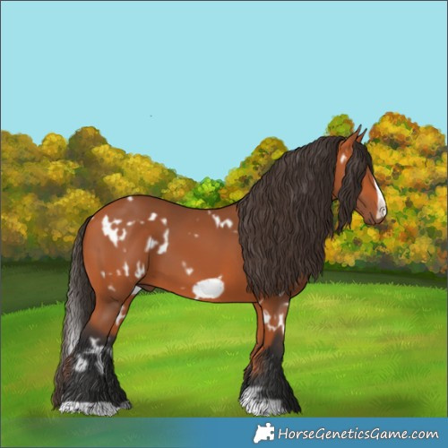 Horse Color:White Spotted Bay Frame 