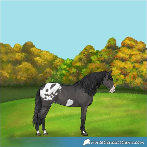 Horse Color:Black Frame Blanket 