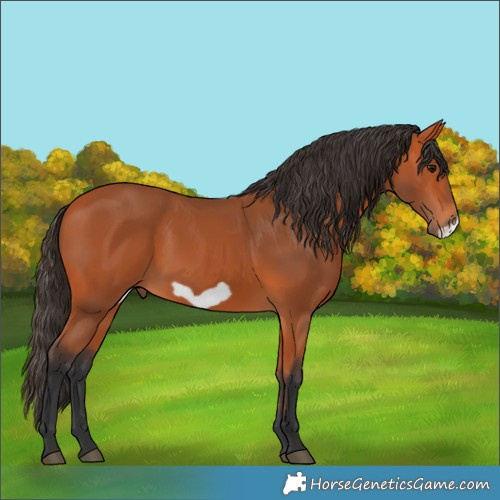 Horse Color:Bay Frame 