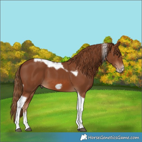 Horse Color:Chestnut Tobiano Frame