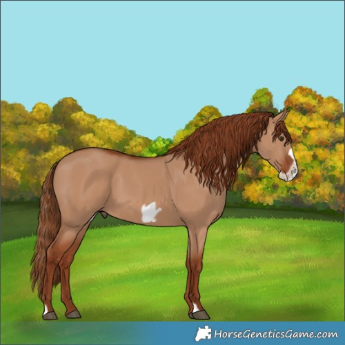 Horse Color:Red Dun Frame
