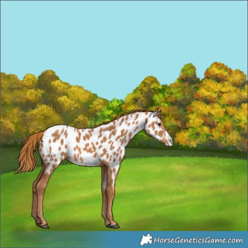 Horse Color:Chestnut Frame Appaloosa