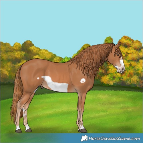 Horse Color:Chestnut Frame