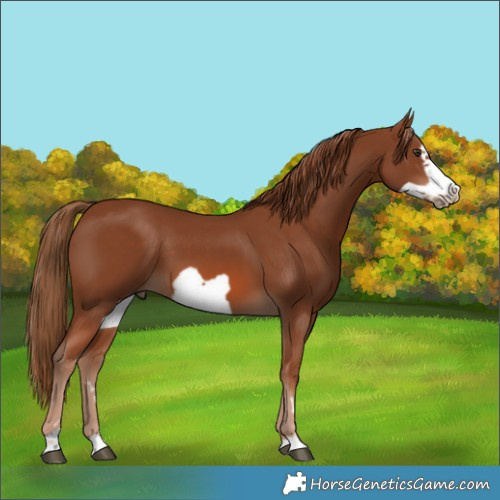 Horse Color:Chestnut Frame 