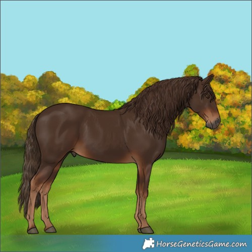 Horse Color:Gray Chestnut Frame