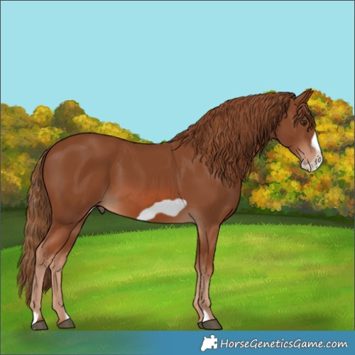 Horse Color:Chestnut Frame
