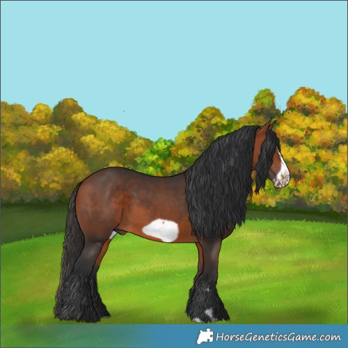 Horse Color:Bay Frame 