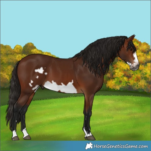 Horse Color:Gray Bay Frame 