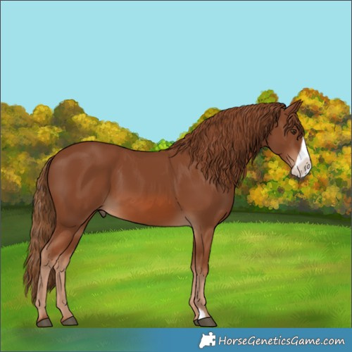 Horse Color:Chestnut Frame 